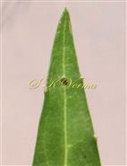  Leaf with  marginal glands